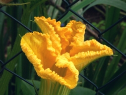 Seite Blumenfotos Home