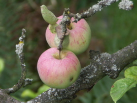 Seite Frucht