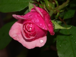 Seite Rosen