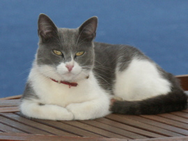 Seite Katzen