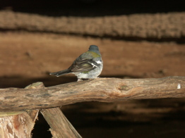 Seite Vögel