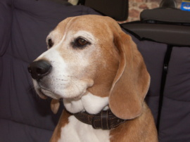 Seite Hunde